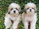 Shihtzu Puppy's