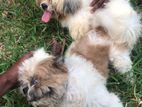 Shihtzu Puppys