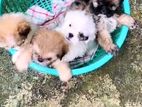 Shihtzu Puppies