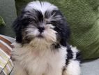 Shihtzu Puppy