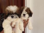 ShihTzu Pups