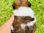 Shih Tzu Puppies