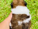 Shih Tzu Puppies