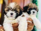 Shih Tzu Puppies