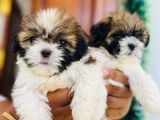 Shih Tzu Puppies