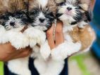 Shihtzu Puppy