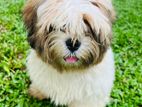 Shih Tzu Puppies