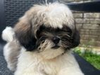 Shihtzu Puppies