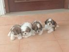 ShihTzu Pups