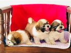 Shih Tzu Puppies
