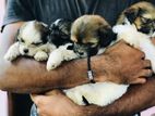 Shihtzu Shih Tzu Puppies