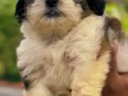 Shih Tzu Puppy