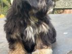 Shihtzu Terrier Mix