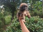 Shihtzu Terrier Mix Puppies