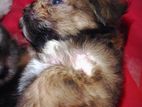 Shihtzu Terrier Puppies