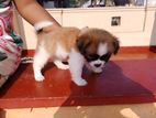 Shihtzu Terrier Puppies