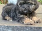 Shihtzu Terry Mix