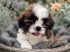 Shih Tzu Tri Color Puppies