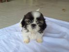 Shihtzu Tricolour Puppies