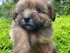 Shih Tzu and Terrier Mix Puppies