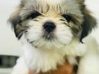 Shih Tzu Puppies