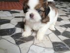 Shih Tzu Puppies