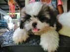 Shih Tzu Puppy