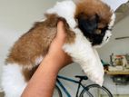 Shihzu Puppies