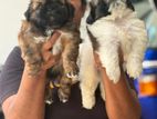 Shihzu Puppies