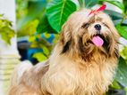 Shih Tzu for Crossing