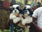 Shih Tzu Puppies