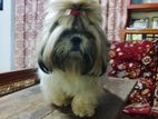 Shihtzu for Crossing