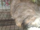 Shih-Tzu Puppies