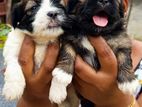 Shih Tzu Puppies