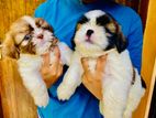 Shiktzu Puppies