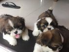 Shiktzu Puppies