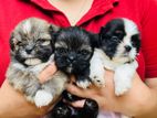 Shih Tzu Female Puppy
