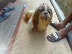 Shitzu Puppies
