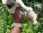 Shih Tzu Puppies