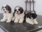 Shih Tzu Puppy