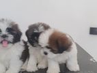Shitzu Puppy