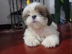 Shih Tzu Puppies