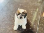 Shih Tzu Puppies