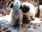 Shihtzu Puppies