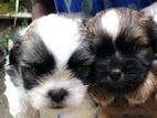 Shih Tzu Puppy