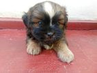 Shih Tzu Puppy