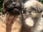Shih Tzu Puppy