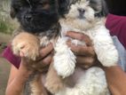 Shih Tzu Puppy