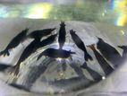 Aquarium Shrimps