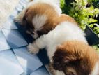 Shih-Tzu Puppies